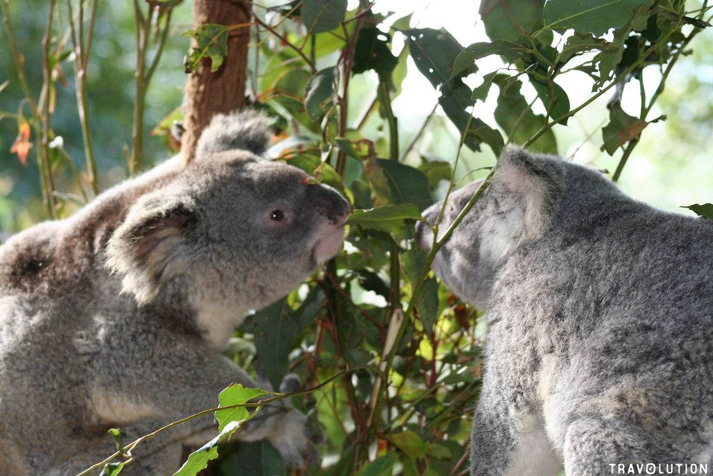 Perth Tourism Koalas in Tree | Alpha Airport Parking